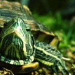 Pet Names: Turtles Nomes para pets: Tartarugas