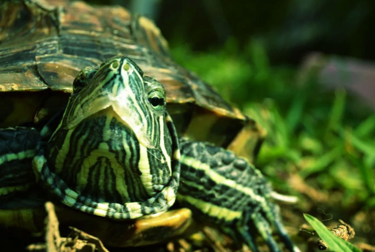 Pet Names: Turtles Nomes para pets: Tartarugas