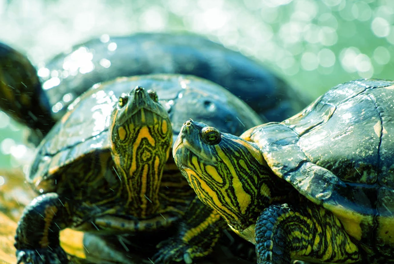 Names for pets: Turtles