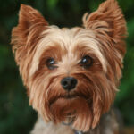 Yorkshire Terrier: Complete guide to this adorable dog breed Yorkshire Terrier: Guia completo dessa raça canina fofinha