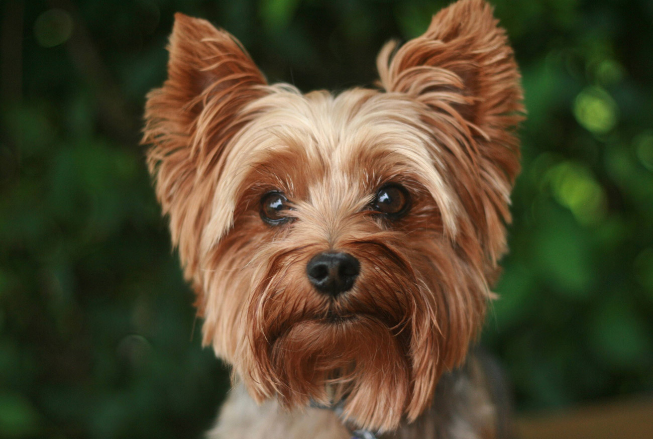 Yorkshire Terrier: Complete guide to this adorable dog breed Yorkshire Terrier: Guia completo dessa raça canina fofinha
