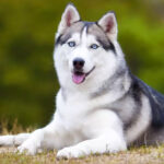 Siberian Husky: Everything about this fascinating dog breed Husky Siberiano: Tudo sobre essa raça canina fascinante