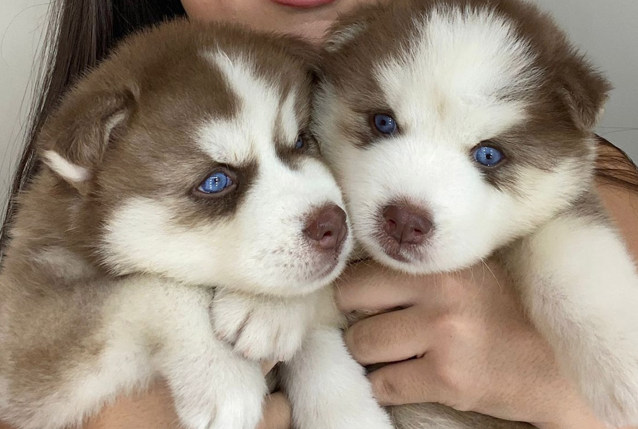 Siberian Husky: Everything About This Fascinating Dog Breed