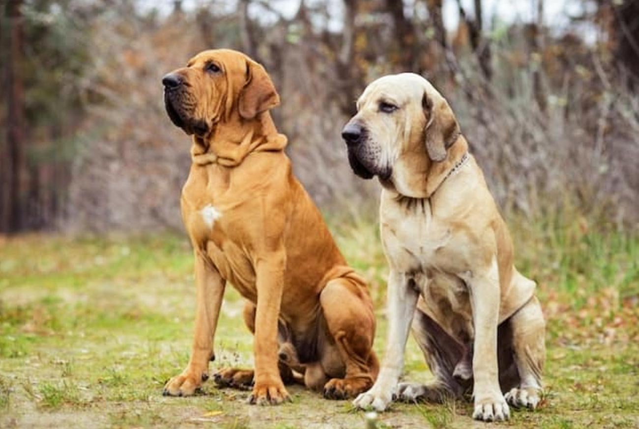 Fila Brasileiro: a loyal, strong, and protective dog