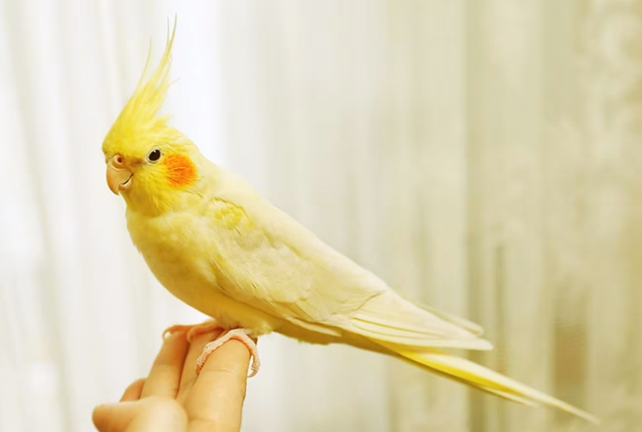 Small pets: meet the 10 most loved in Brazil!