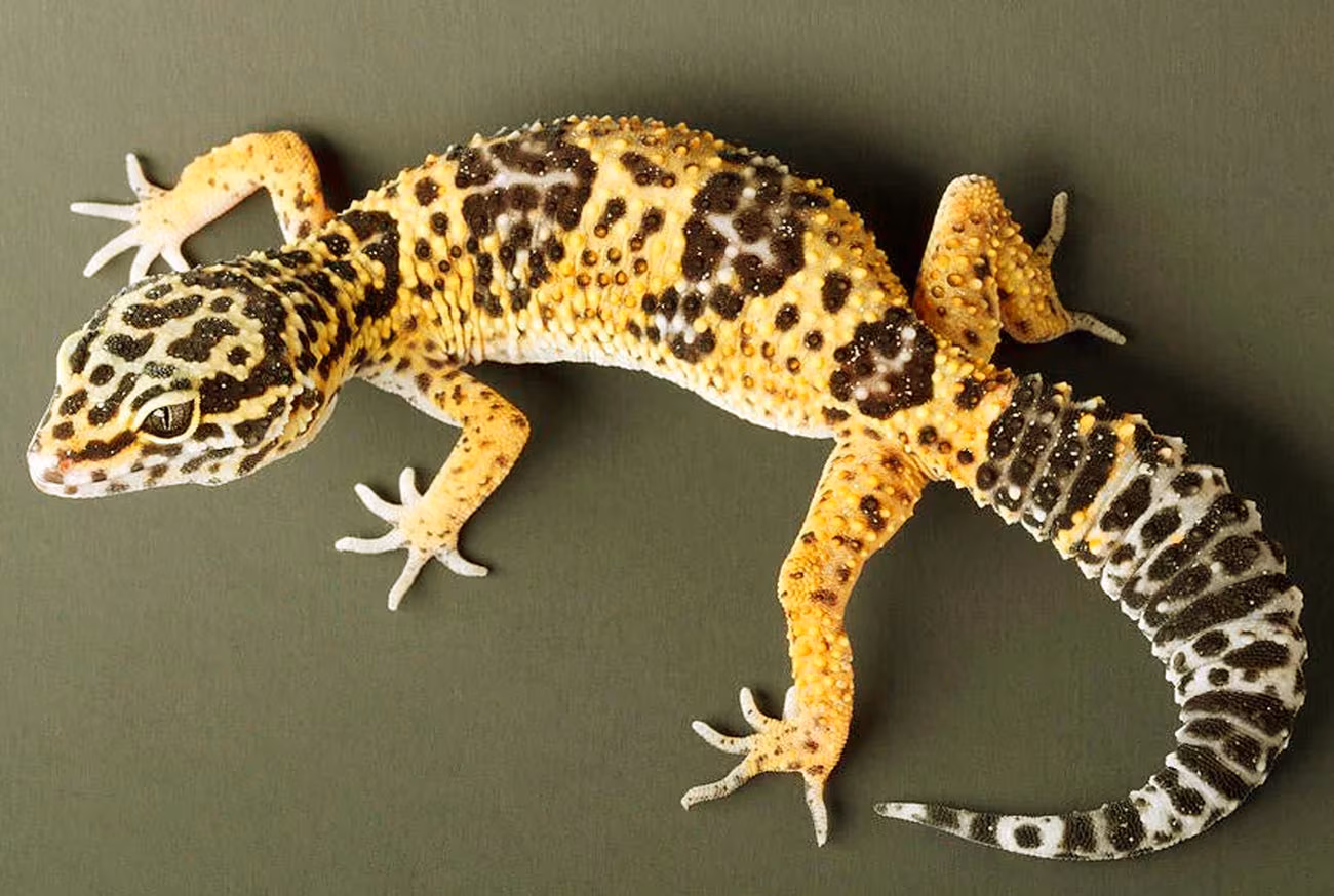 Small pets: meet the 10 most loved in Brazil!