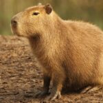 Capybara: The world’s largest and cutest rodent isn’t a pet Capivara: O maior e mais fofo roedor do mundo não é pet