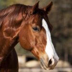 Quarter Horse: The fast and beloved equine of brazilians! Cavalo Quarto de Milha: O favorito dos brasileiros!