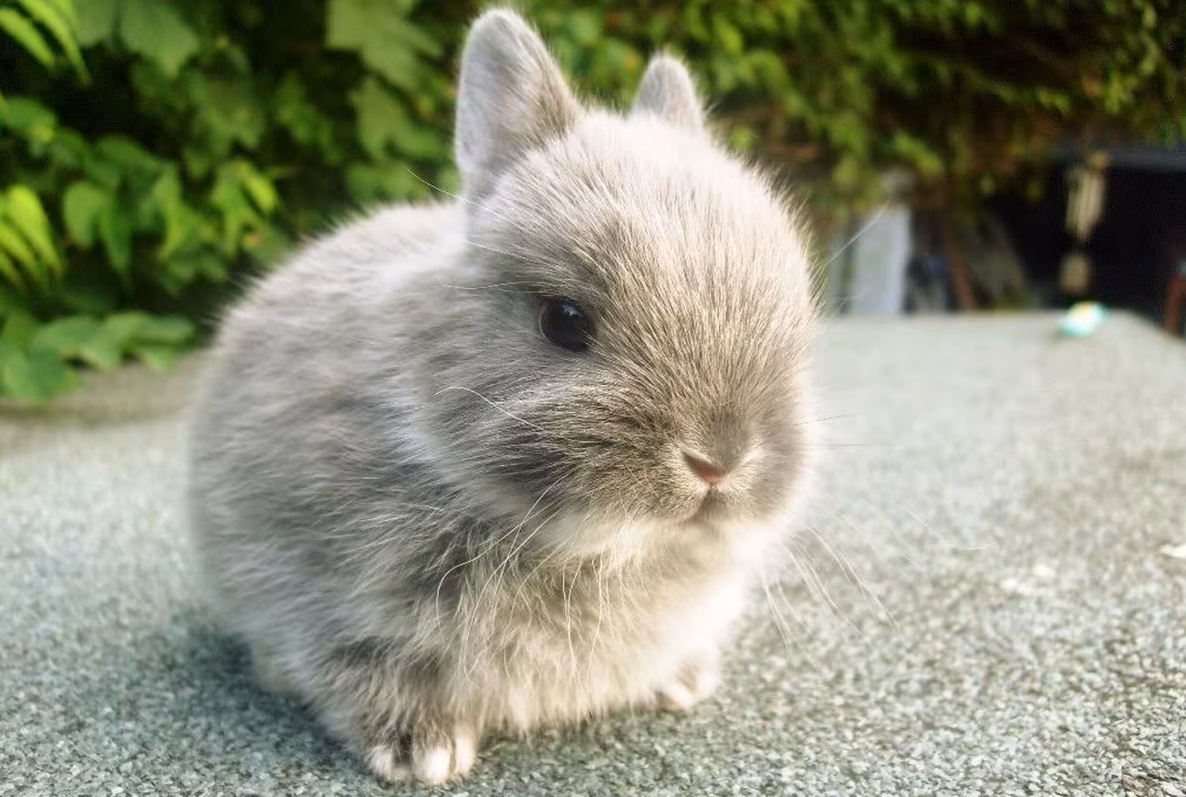 Small pets: meet the 10 most loved in Brazil!