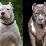 Dogo Argentino vs. Pitbull: High-level clash of titans Dogo Argentino x Pitbull: Duelo de titãs de alto nível