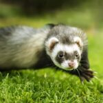 Small Pets: Meet the 10 Most Loved in All of Brazil! Animais de estimação pequenos: conheça os 10 mais amados no Brasil!