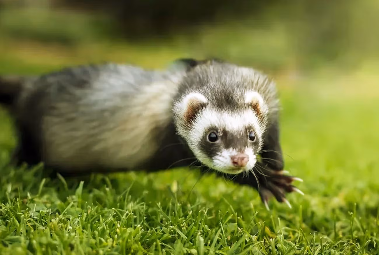 Small Pets: Meet the 10 Most Loved in All of Brazil! Animais de estimação pequenos: conheça os 10 mais amados no Brasil!