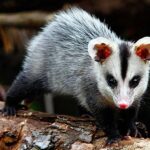 Opossum: The natural wonder that defies snake venom Gambá: A maravilha da natureza que desafia o veneno das serpentes