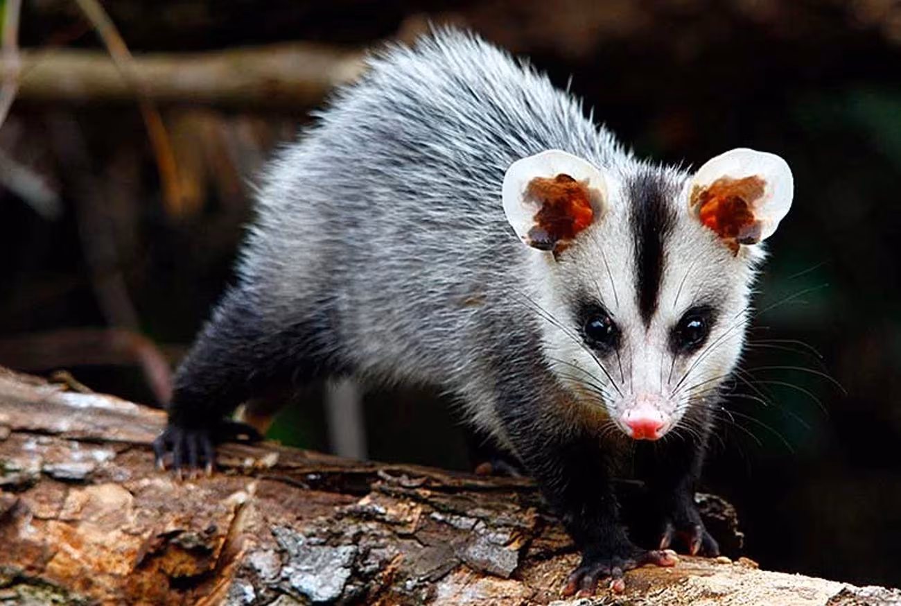 Opossum: The natural wonder that defies snake venom Gambá: A maravilha da natureza que desafia o veneno das serpentes