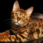 Bengal cat: Discover its wild beauty and enchanting energy Gato de bengala: Descubra a beleza selvagem e sua energia encantadora