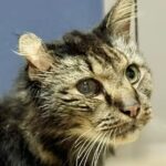 How to care for a senior cat: A practical and comprehensive guide Como cuidar de um gato idoso: Guia prático e completo