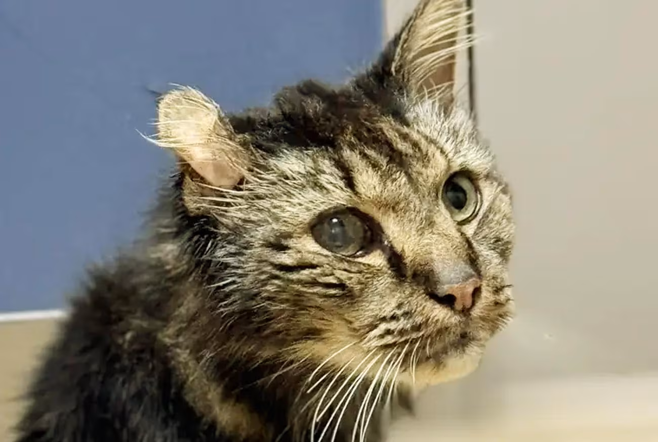 How to care for a senior cat: A practical and comprehensive guide Como cuidar de um gato idoso: Guia prático e completo