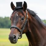 Male horse names: Guide with 50 ideas and meanings Nomes para cavalos masculinos: Guia com 50 ideias e significados