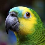 Discover the True Parrot: Intelligent and Colorful Descubra o papagaio verdadeiro: Inteligente e colorido