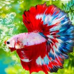 Betta Fish: Discover the complete guide to caring for your warrior Peixe Betta: Descubra o guia completo para cuidar do seu guerreiro!