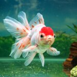 Ryukin Fish: Feeding tips for maximum health of your aquatic pet Peixe Ryukin: Dicas de alimentação para saúde máxima