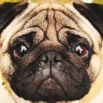 How much does a pug cost? Discover secrets, tips, and love Quanto custa um pug? Descubra segredos, dicas e amor