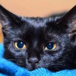Meet the Bombay Cat, the mini-leopard that will win you over Conheça o Gato Bombaim, o mini-leopardo que vai conquistar você