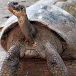 Turtle Mommy, nearly extinct, becomes a mom at 100 and moves the world Tartaruga Mommy quase extinta vira mãe aos 100 e emociona o mundo