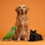 Orange April: World month for the prevention of animal cruelty Abril Laranja: Mês de prevenção contra a crueldade animal