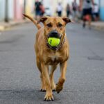 Dog Toys: Active Fun, Well-being and Guaranteed Health Brinquedos para cães ativos: diversão e saúde garantida