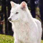 Resurrected Wolf-Terrible: Why Bring Back an Extinct Animal? Lobo-Terrível ressuscitado: Por que trazer de volta um animal extinto?