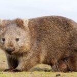 Discover the Wombat: The fascinating marsupial and its square poop Descubra o Vombate: o marsupial fascinante e seu coco quadrado