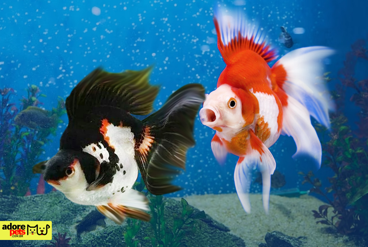 Kinguio Ryukin e o comércio milionário mundial de peixes coloridos