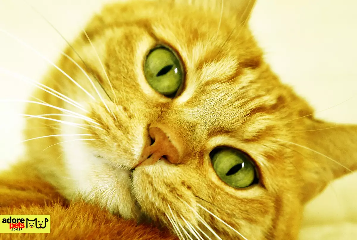 Os 20 nomes de gatas mais populares