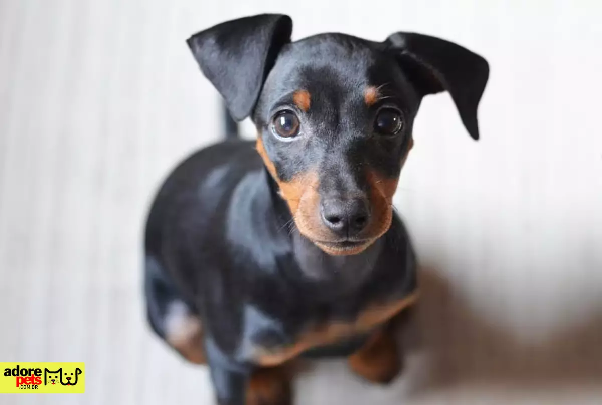 Pinscher, o pequeno cachorro com grande personalidade
