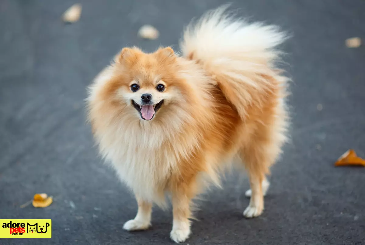 Descubra o encanto do cão Lulu da Pomerânia: O Spitz Alemão Anão