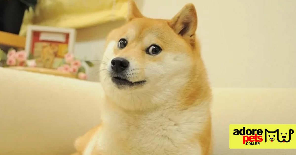 Kabosu do meme DOGE da Degecoin está muito doente Kabosu do meme DOGE da Degecoin está muito doente