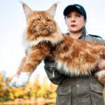 Maine Coon é a maior raça de gato doméstico do mundo