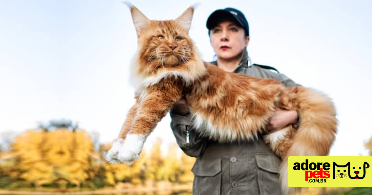 Maine Coon é a maior raça de gato doméstico do mundo Maine Coon é a maior raça de gato doméstico do mundo