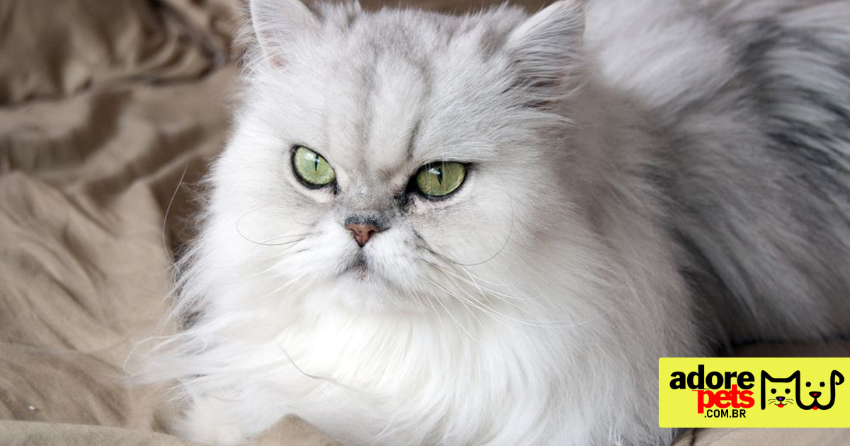 Gato Persa o mais popular e amado no Brasil