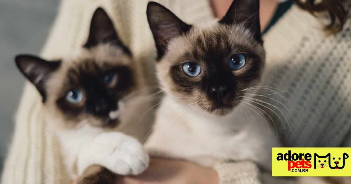 Gato Siamês tem uma personalidade inteligente, ativa e vocal