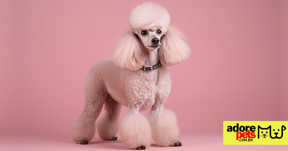 Poodle é elegante e inteligente para toda a família Poodle é elegante e inteligente para toda a família