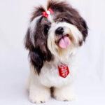 Shih Tzu é o companheiro ideal para as famílias e indivíduos