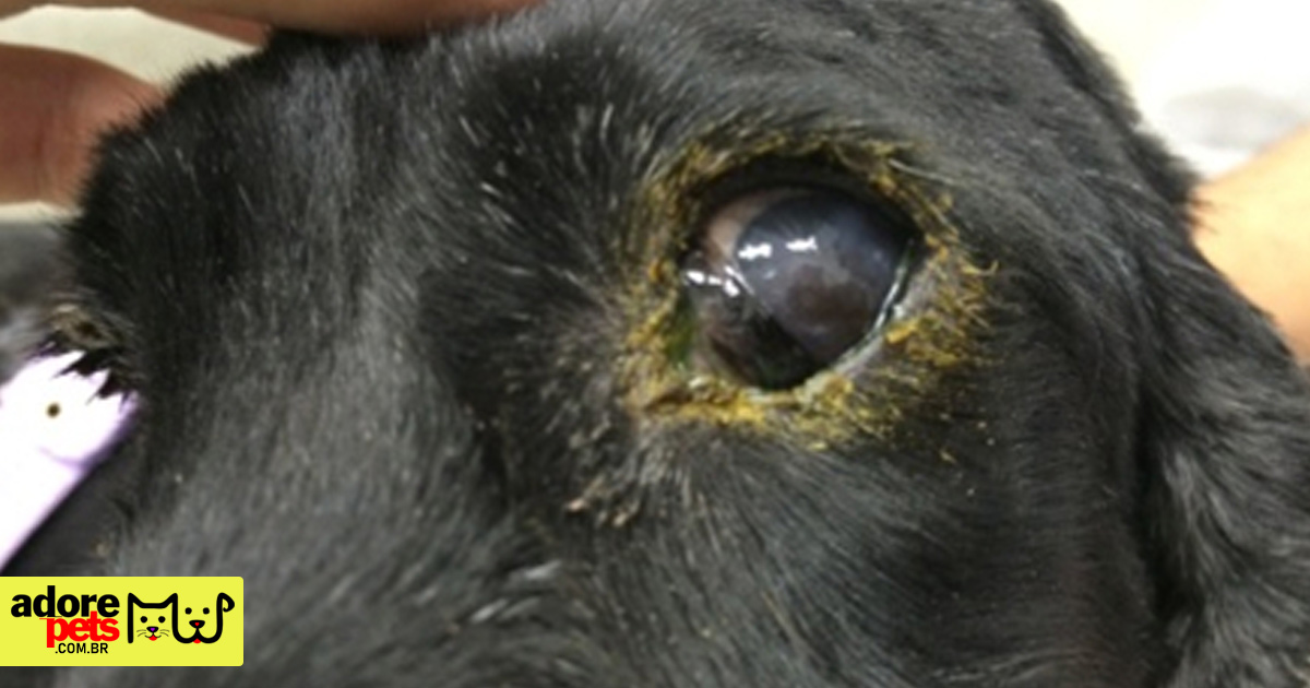 Cinomose em cães e gatos: sintomas, tratamento e prevenção Cinomose em cães e gatos: sintomas, tratamento e prevenção