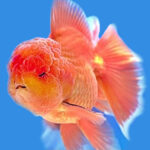 Peixe Cabeça de Leão: Pet de beleza exuberante e cuidados essenciais