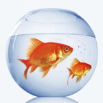 Goldfish: A shiny pet to brighten up your home