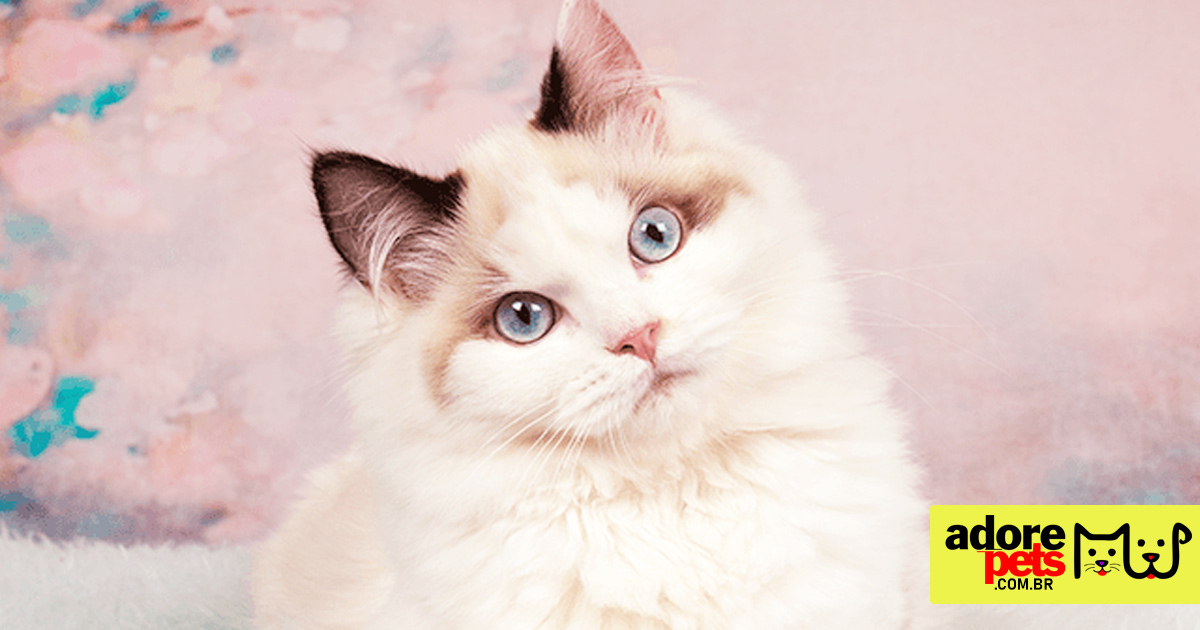 Ragdoll é um gato lindo com personalidade amorosa e relaxada Ragdoll é um gato lindo com personalidade amorosa e relaxada