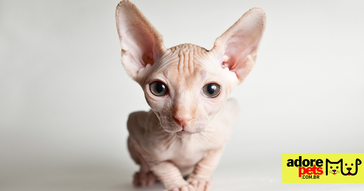 Sphynx, o gato careca é exótico e de uma personalidade maravilhosa Sphynx, o gato careca é exótico e de uma personalidade maravilhosa