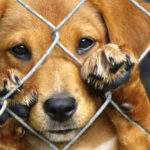 Câmara aprova Lei de adoção de animais e combate ao abandono