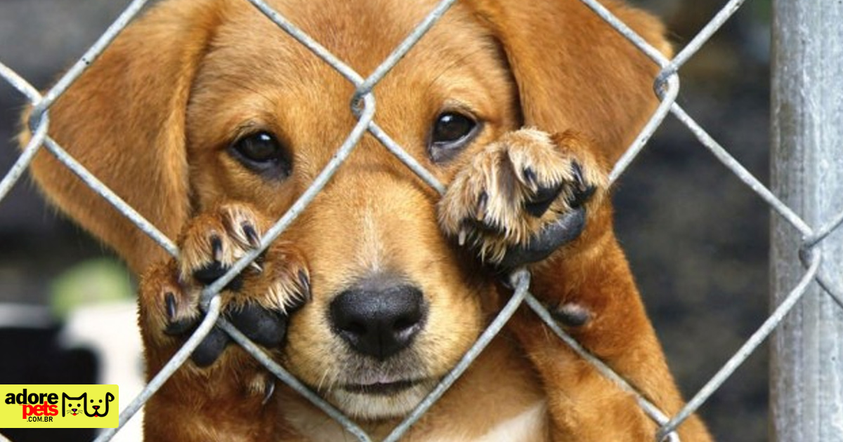 Câmara aprova Lei de adoção de animais e combate ao abandono Câmara aprova Lei de adoção de animais e combate ao abandono